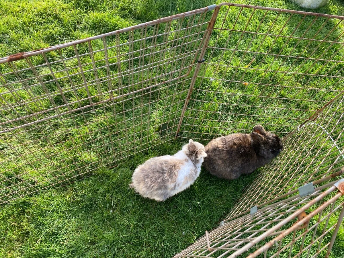 Rabbits. Two Rabbits for sale as a pair.  €25 - Image 1