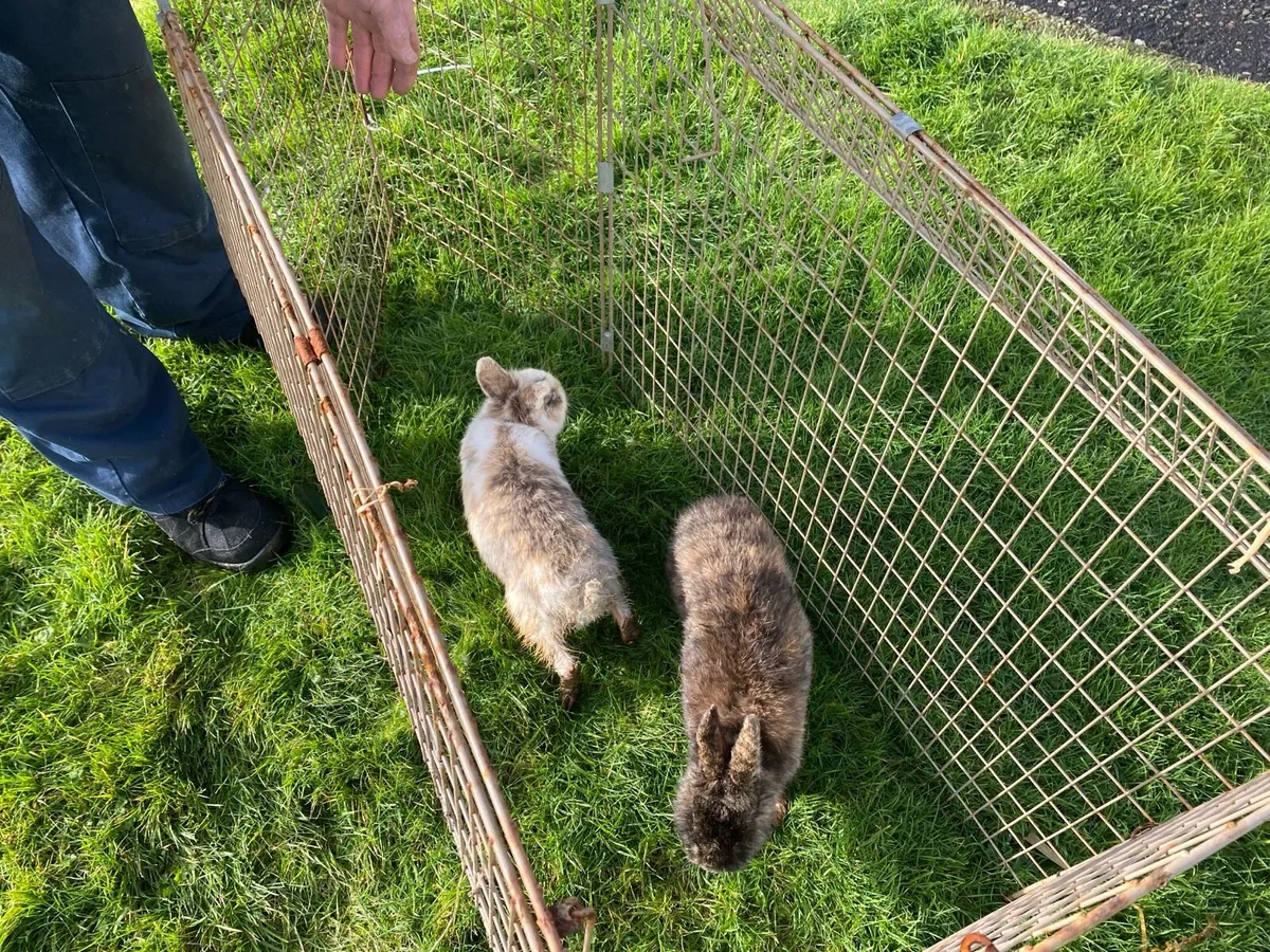 Rabbits. Two Rabbits for sale as a pair.  €25 - Image 2