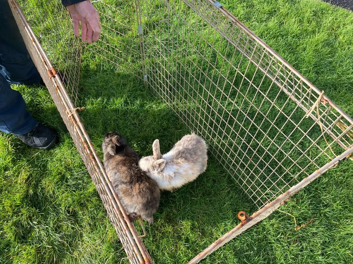 Rabbits. Two Rabbits for sale as a pair.  €25 - Image 4