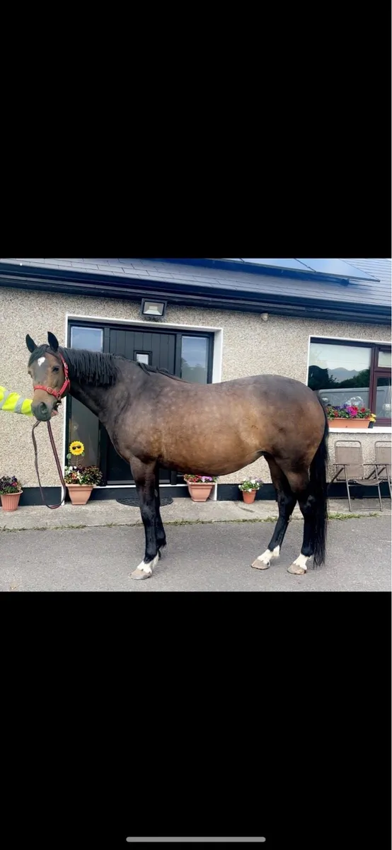 Kroongraaf x master imp - Image 1