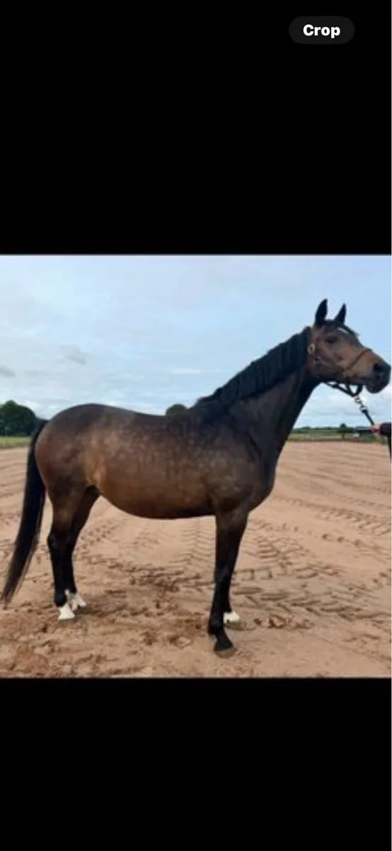 Kroongraaf x master imp - Image 2