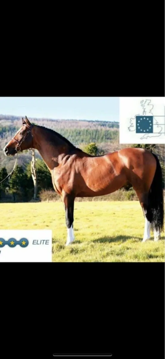 Kroongraaf x master imp - Image 3