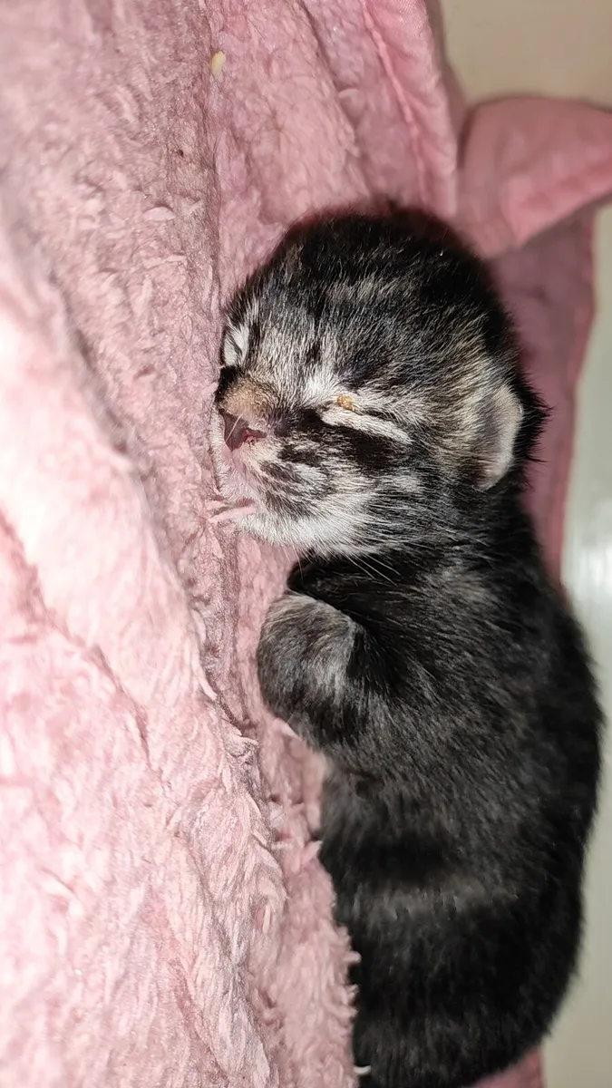 Maine Coon kittens - Image 1