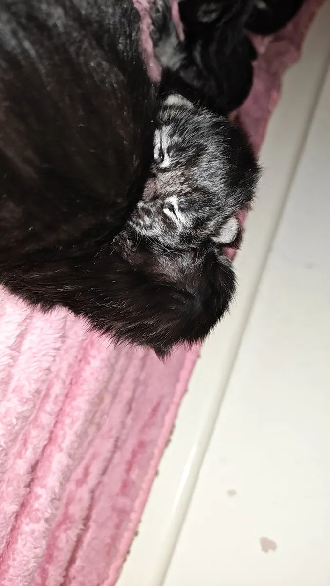 Maine Coon kittens - Image 4