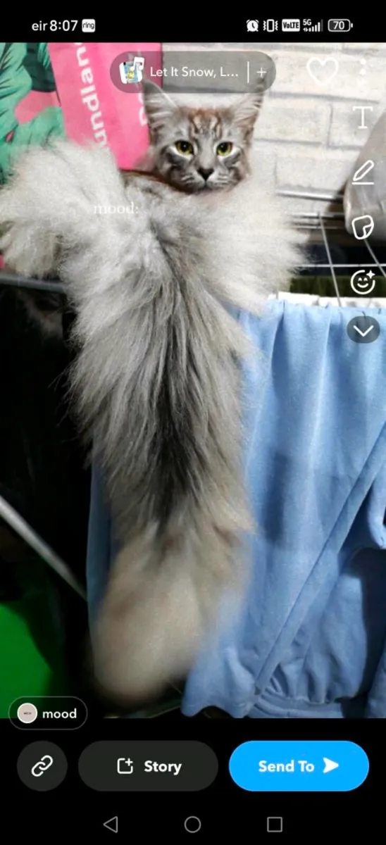 Maine Coon kittens - Image 2