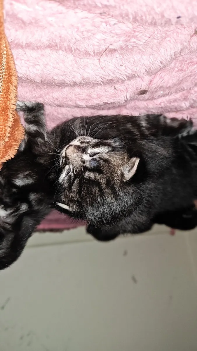 Maine Coon kittens - Image 3