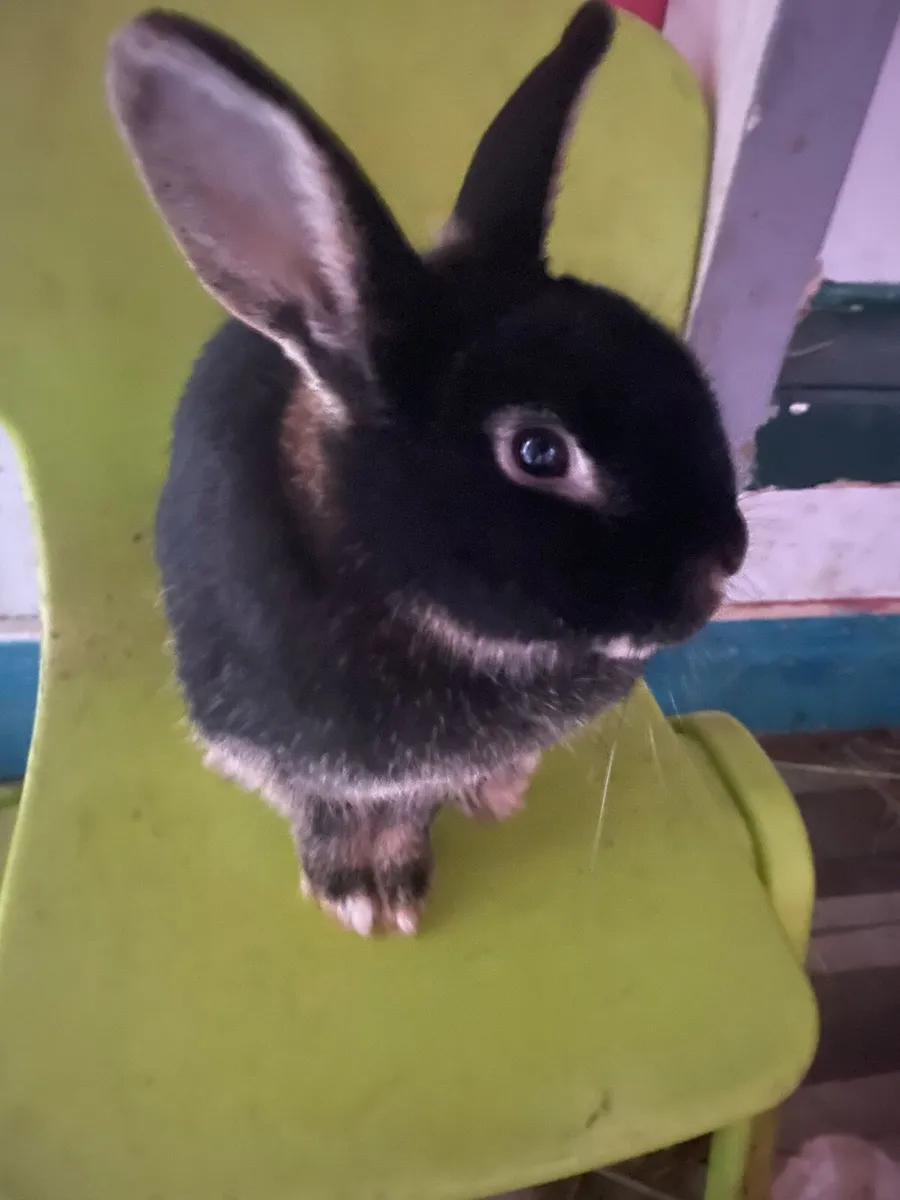 2 Rabitts and house free to a good home. - Image 2