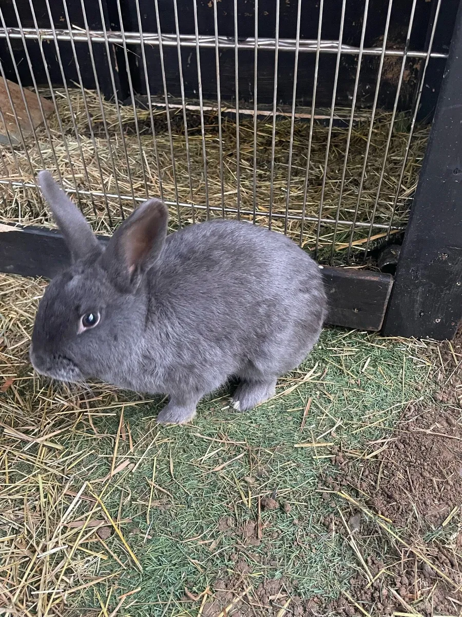 2 Rabitts and house free to a good home. - Image 1