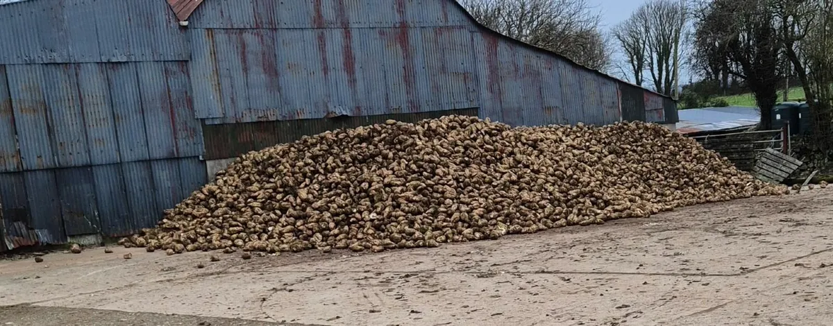 Sugar and Fodder Beet