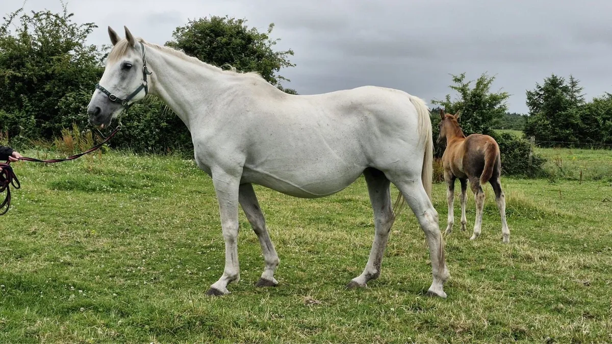 Class 1 RID Mare In Foal - Image 1