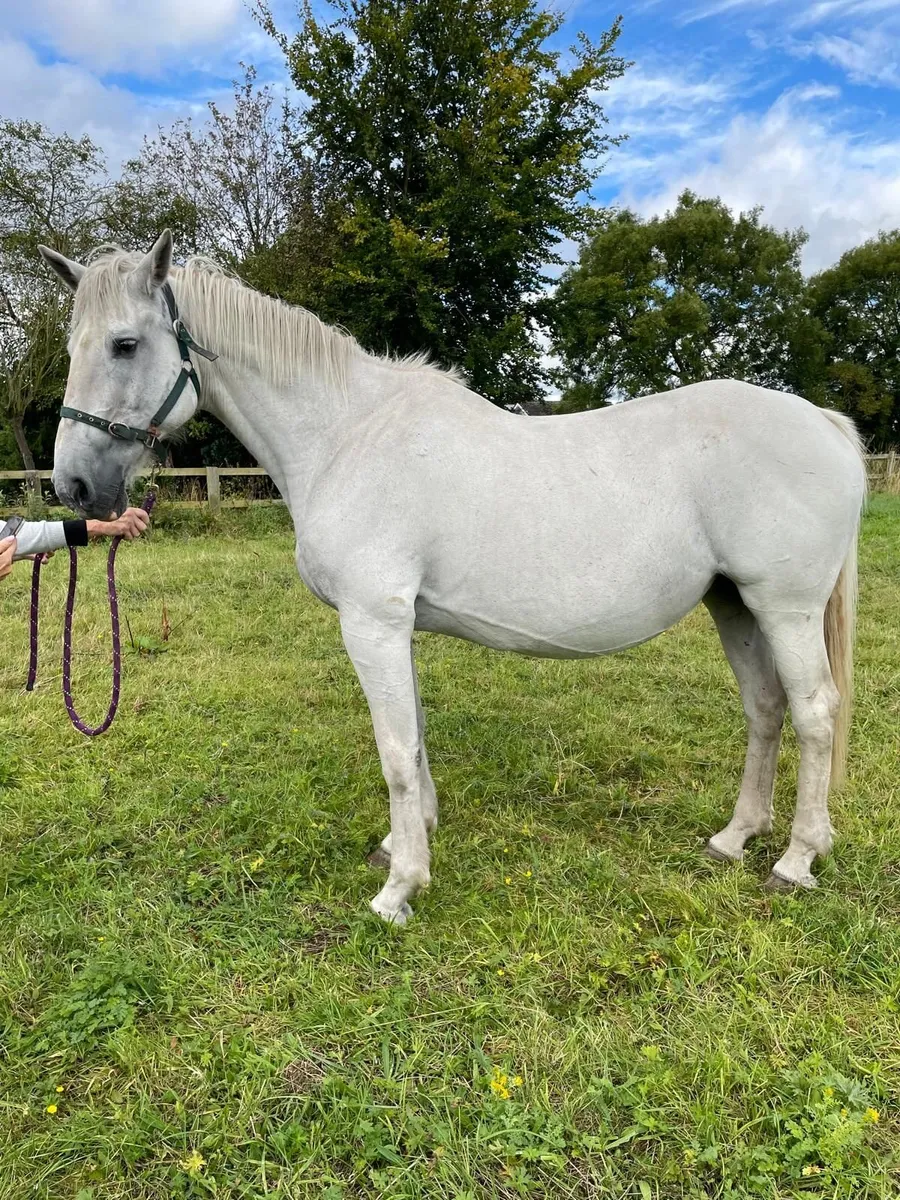 Class 1 RID Mare In Foal - Image 2