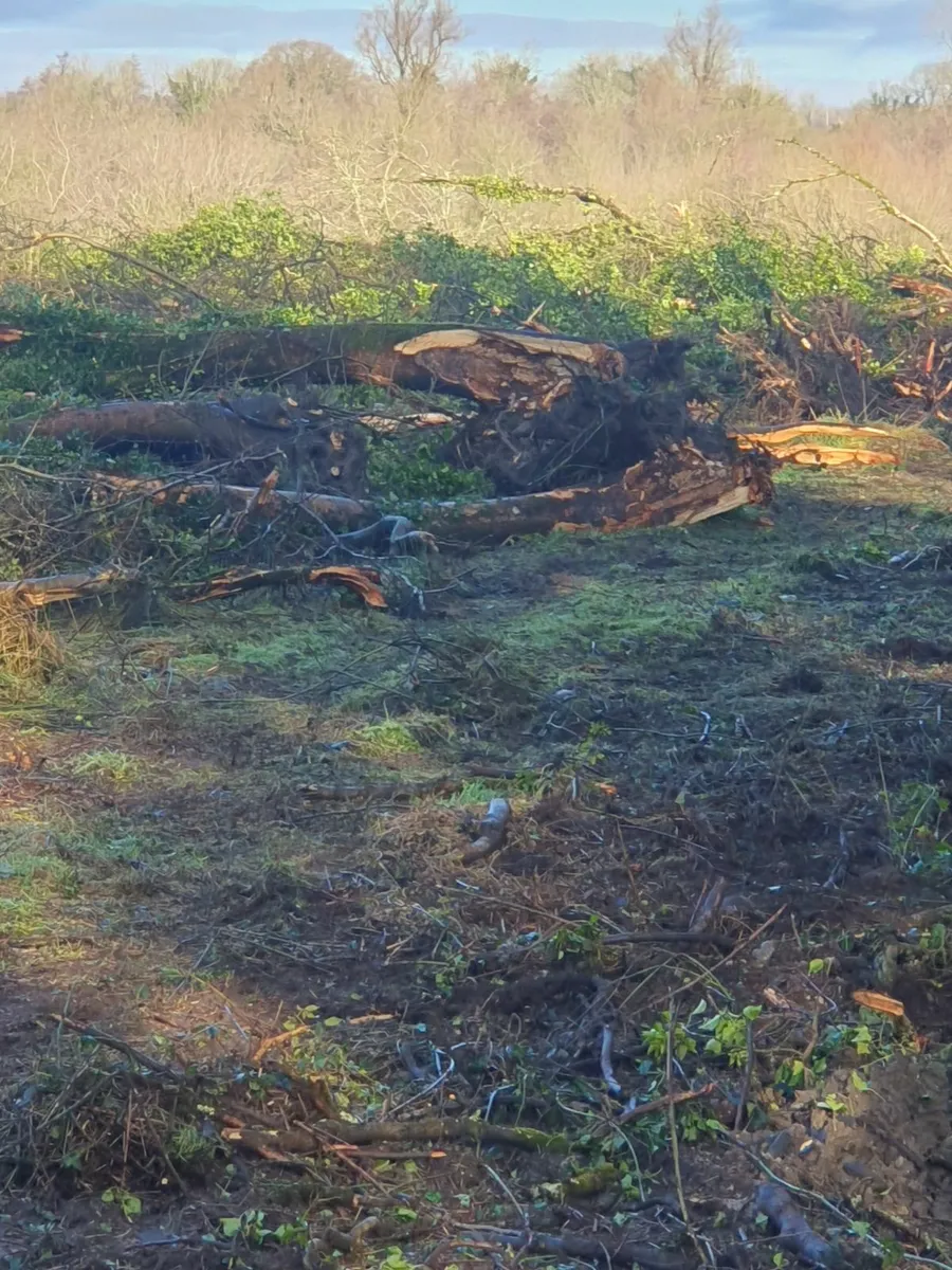 Tree's/firewood - Image 1