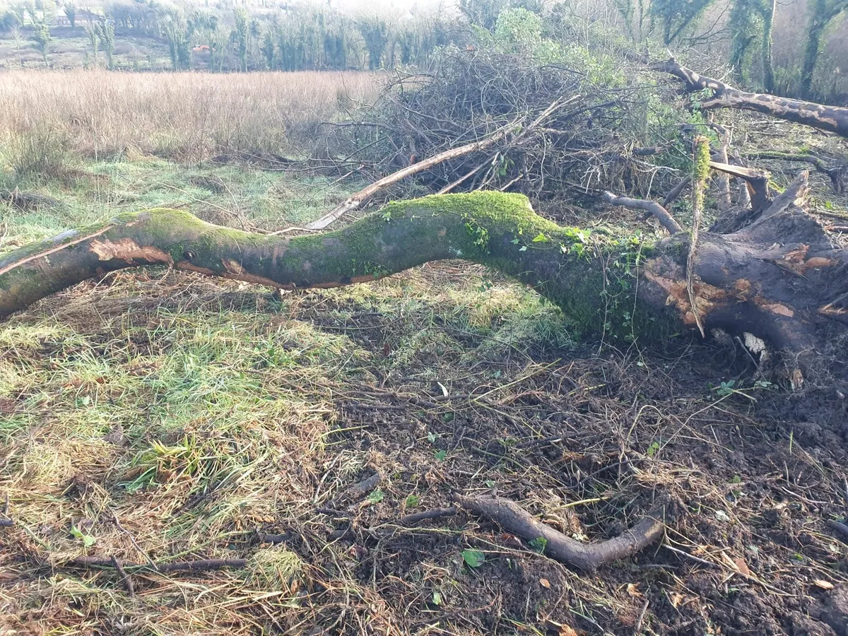 Tree's/firewood - Image 2