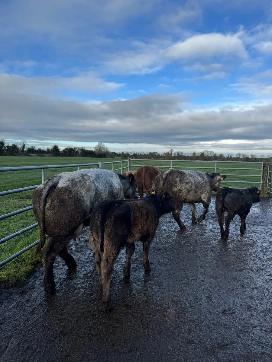 Genuine Suckler cows - Image 1