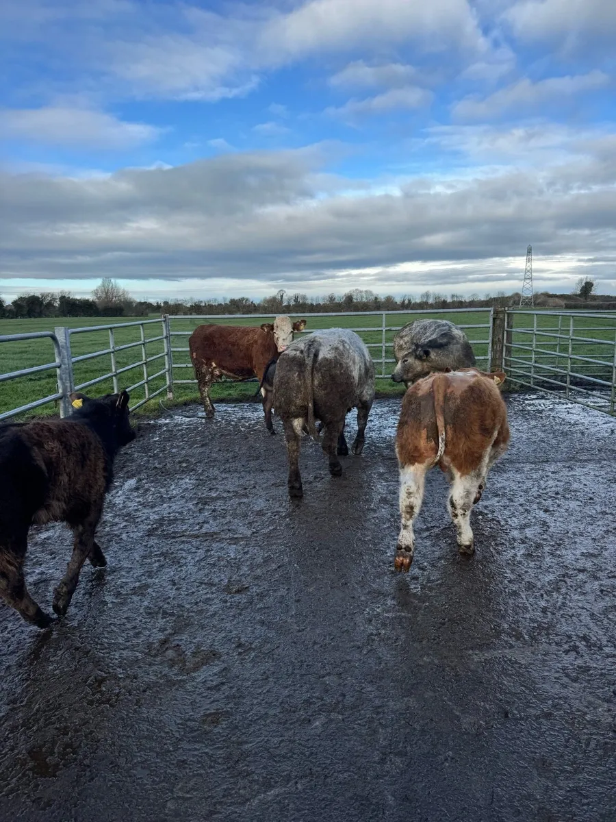 Genuine Suckler cows - Image 2