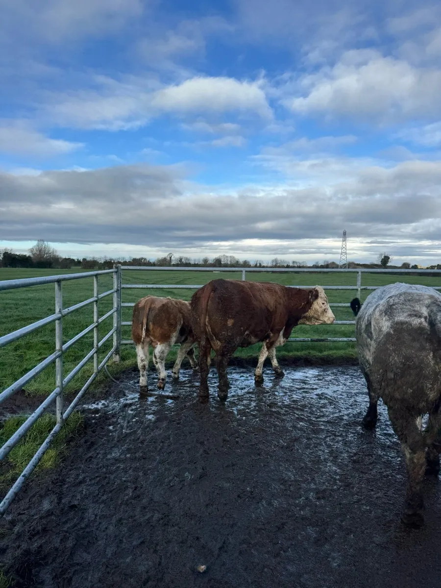Genuine Suckler cows - Image 3