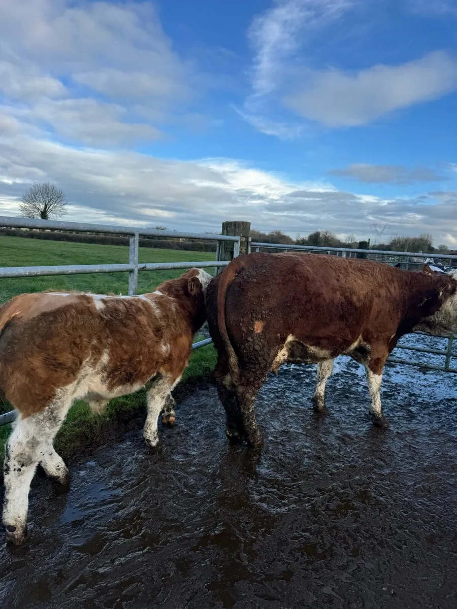 Genuine Suckler cows - Image 4