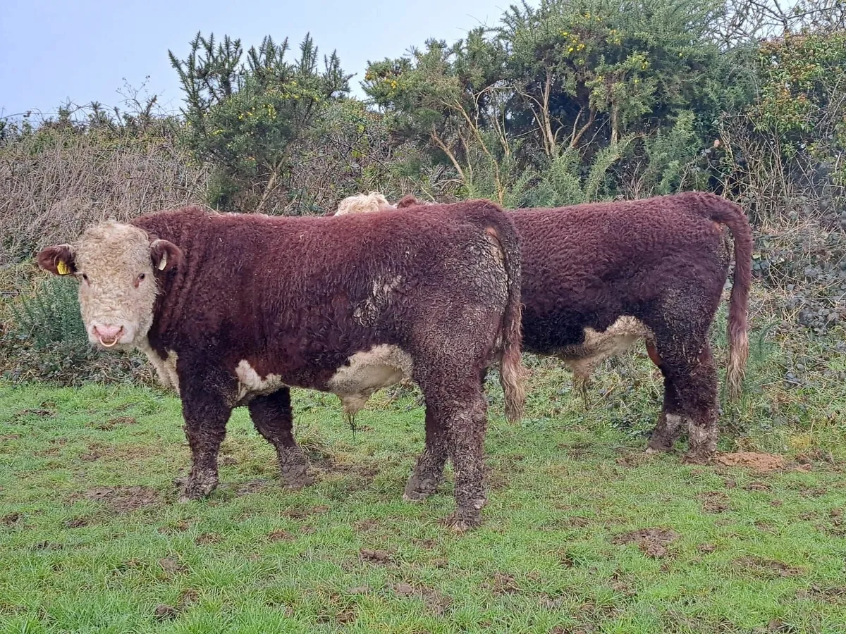 Pedigree Hereford Bulls - Image 2