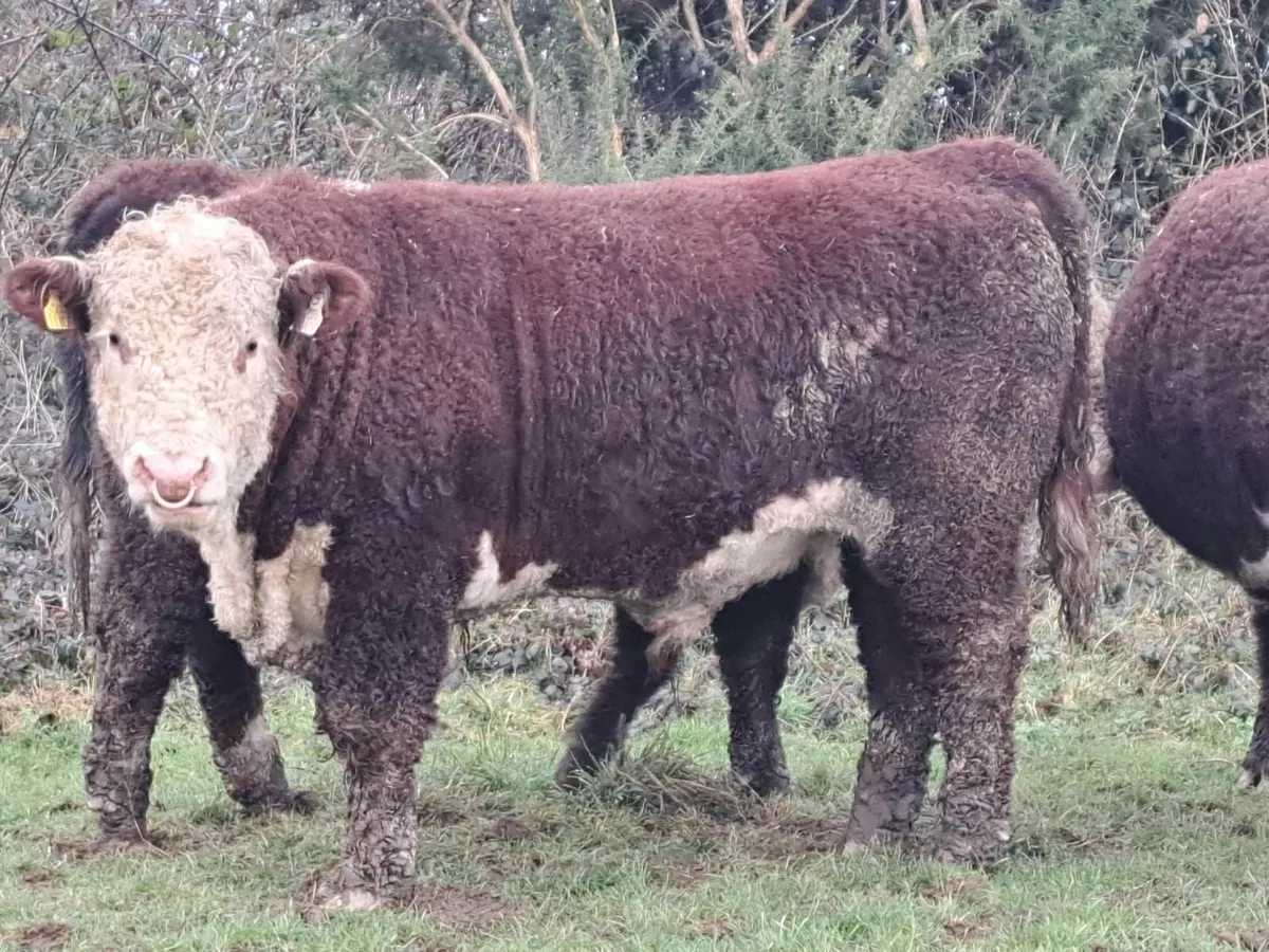 Pedigree Hereford Bulls - Image 1