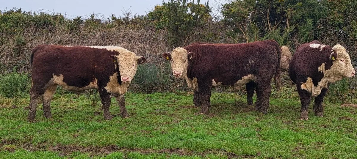 Pedigree Hereford Bulls - Image 3