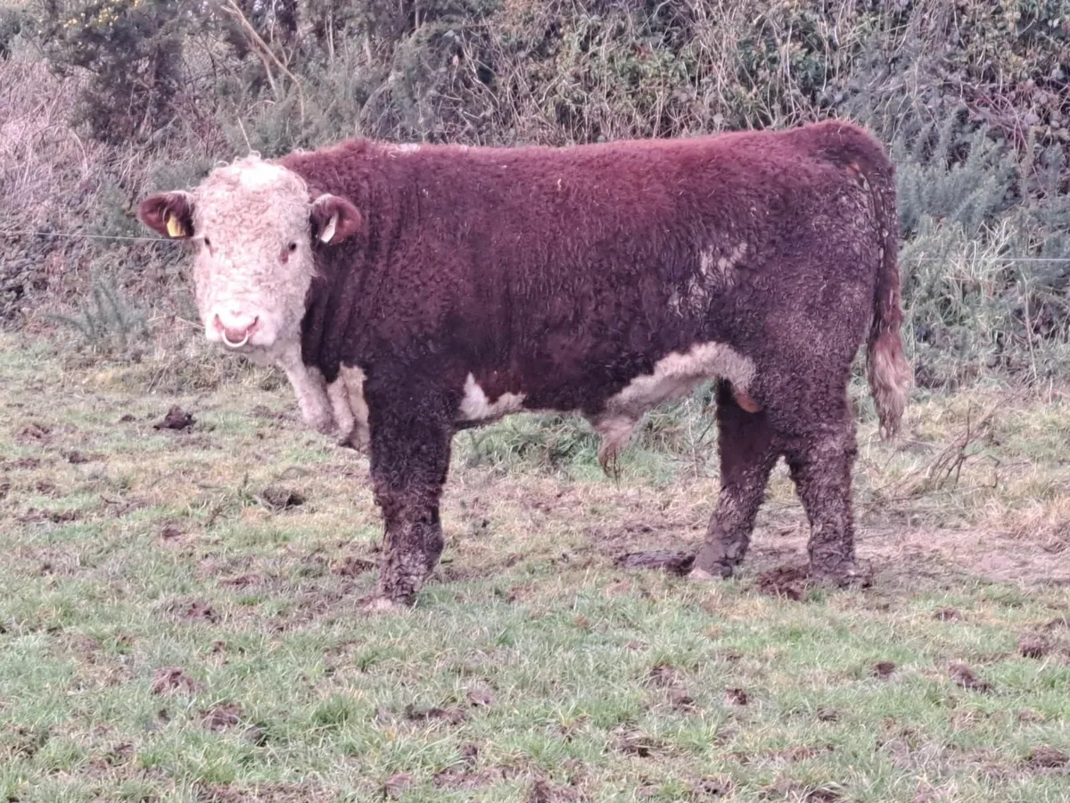 Pedigree Hereford Bulls - Image 4