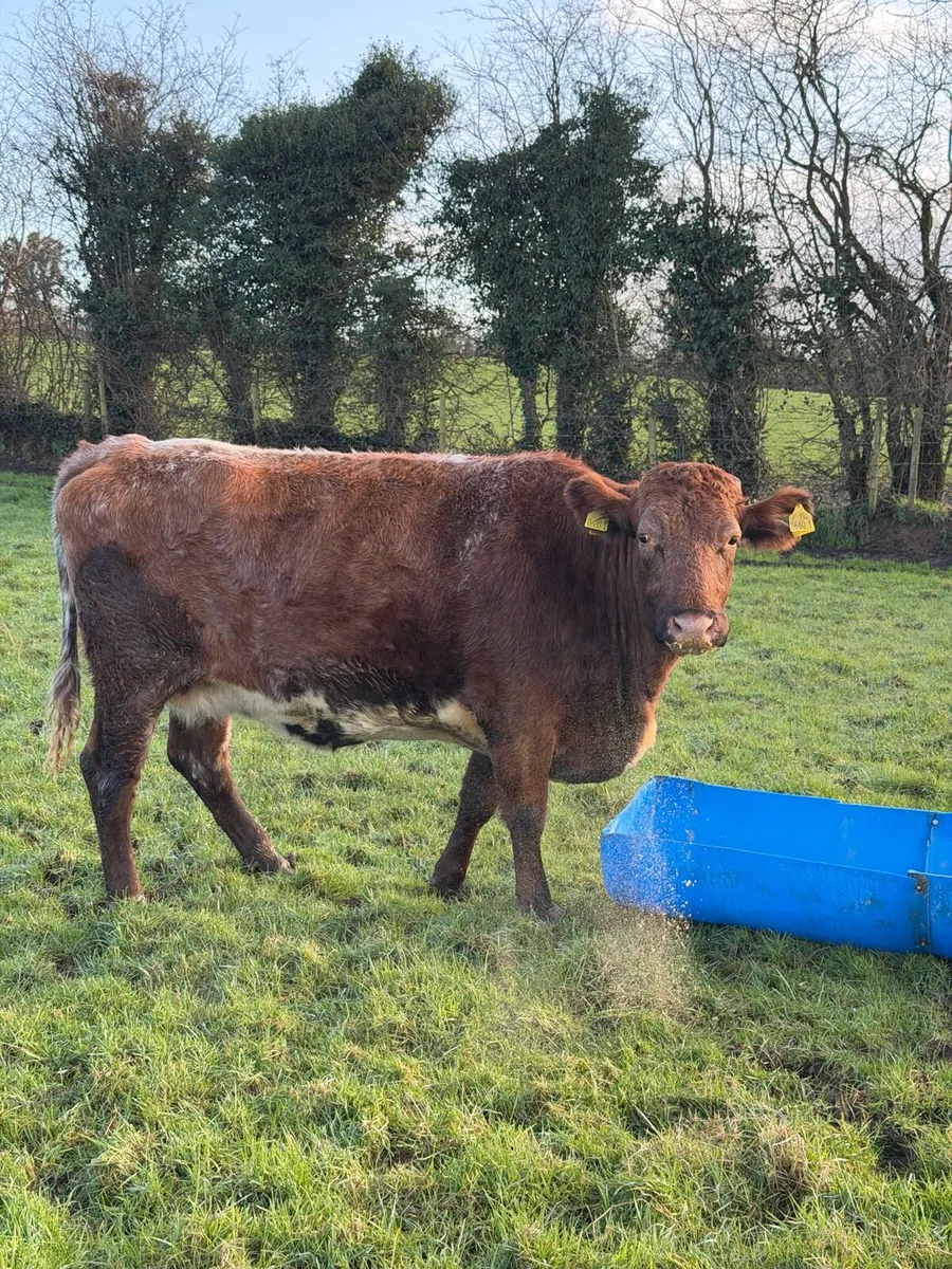 Incalf Suckler Springer Limousin - Image 2