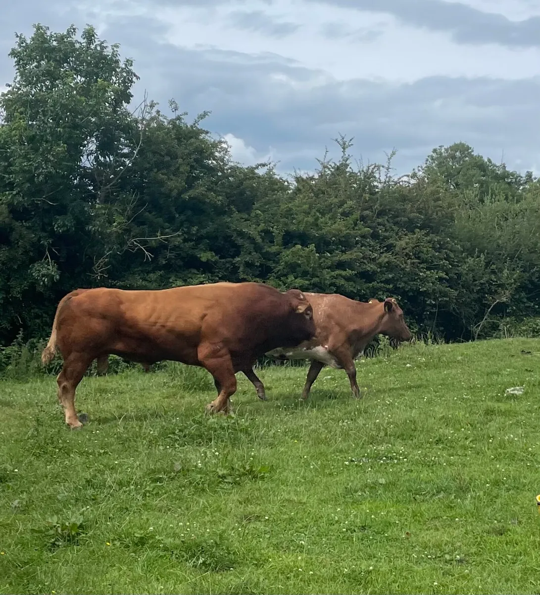 Incalf Suckler Springer Limousin - Image 3
