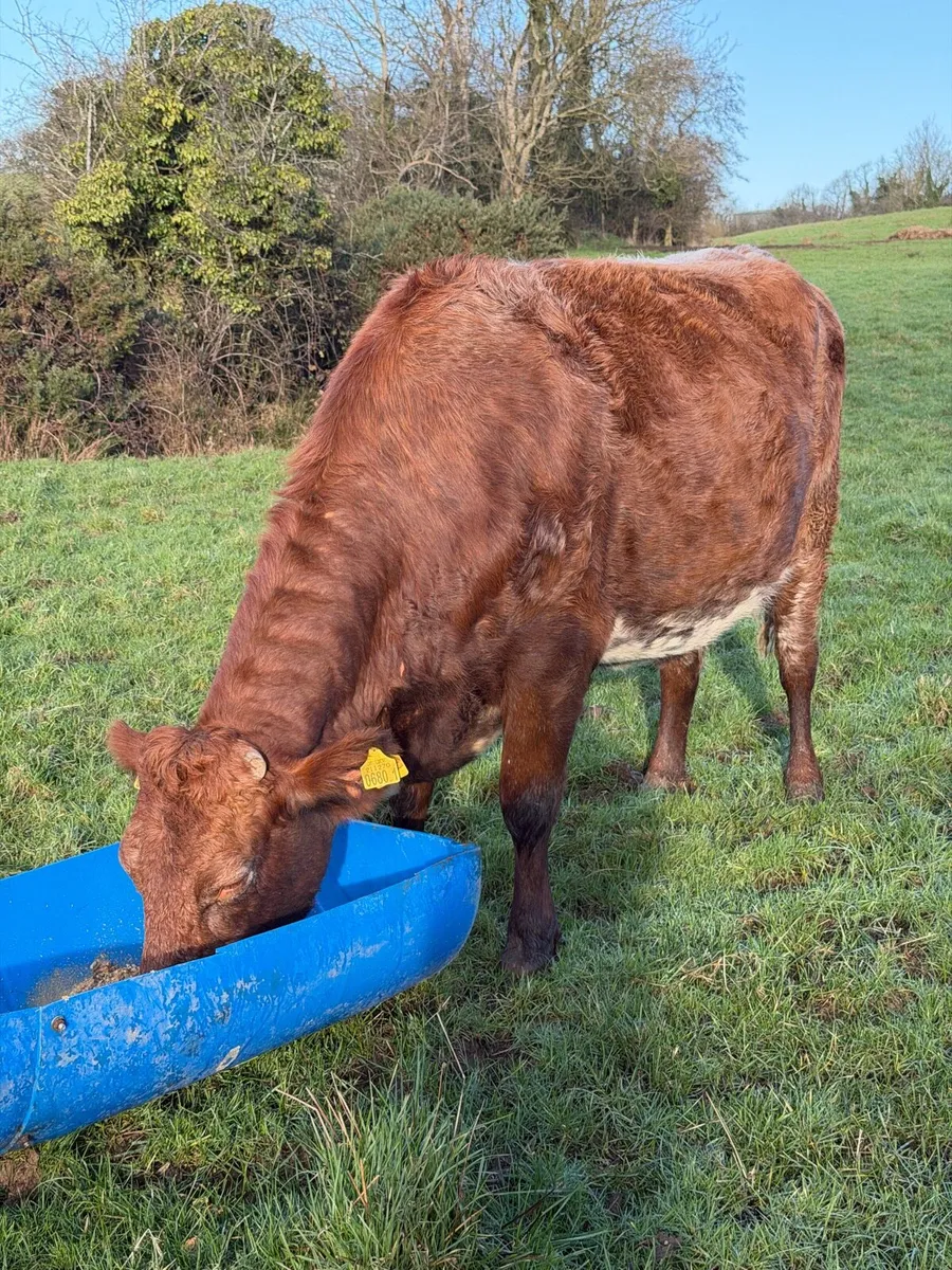 Incalf Suckler Springer Limousin - Image 1