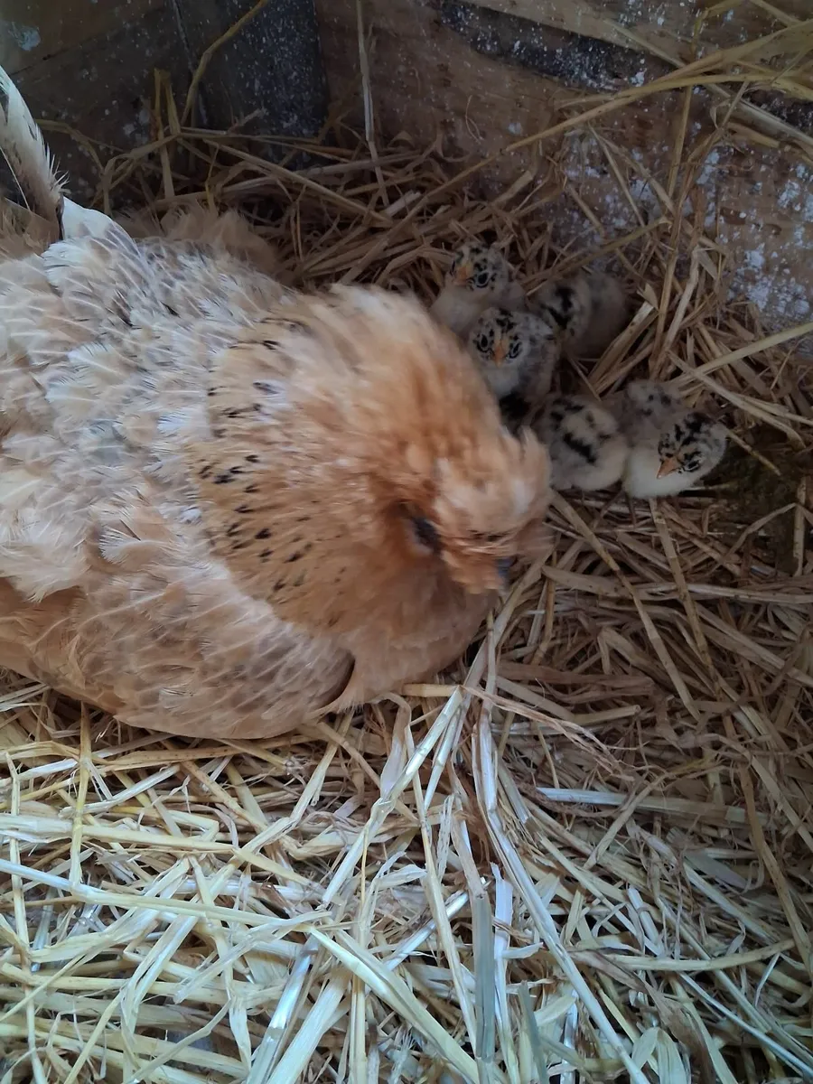 Hen and chicks - Image 1