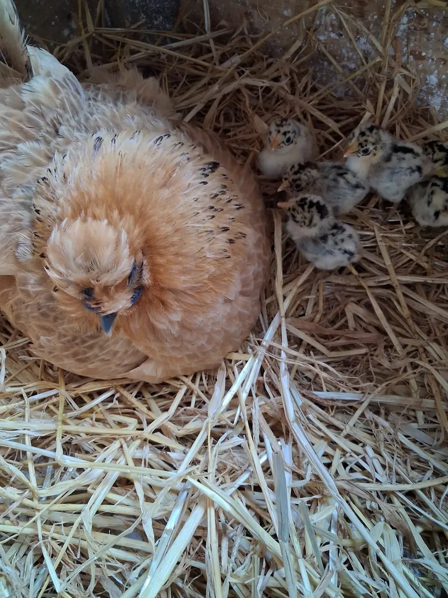 Hen and chicks - Image 2