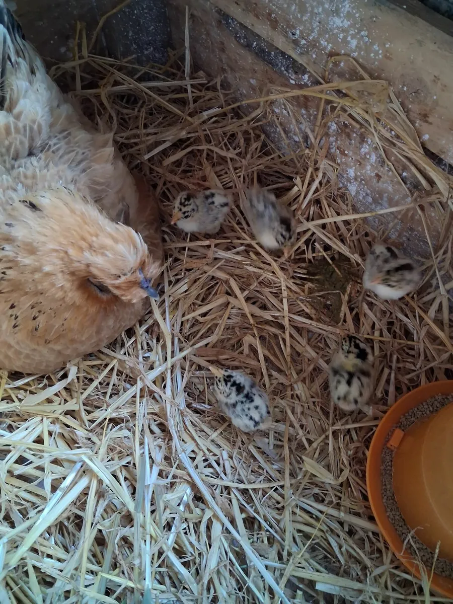 Hen and chicks - Image 3