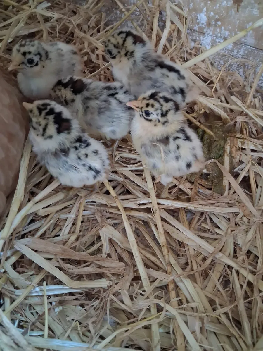 Hen and chicks - Image 4