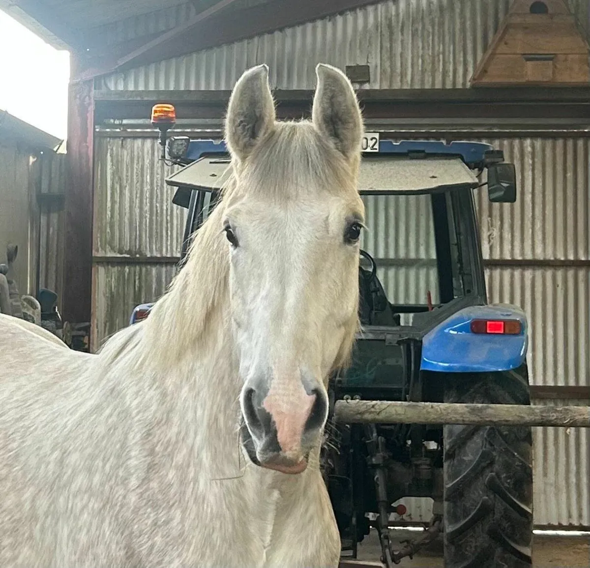 3 Year Old Irish Draught Filly - Image 1