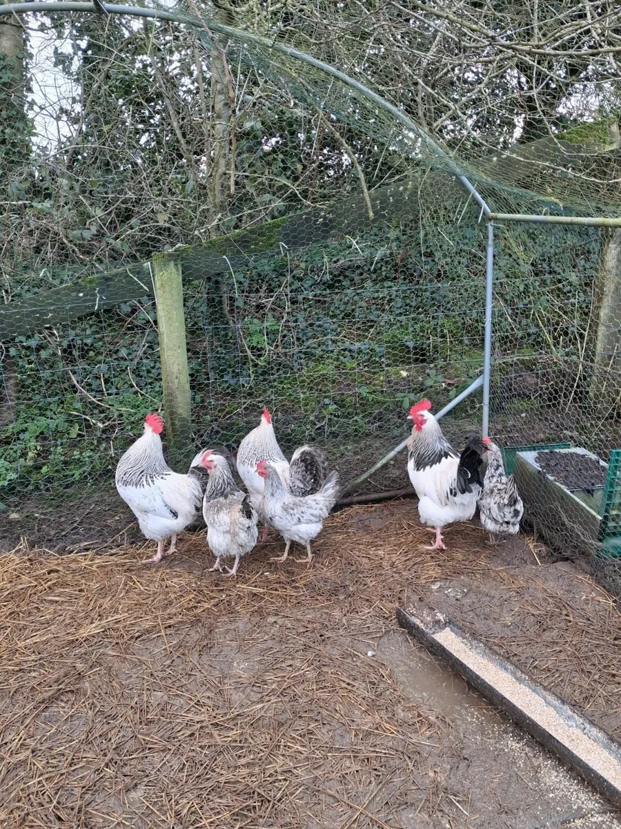 Roosters for sale - Image 1