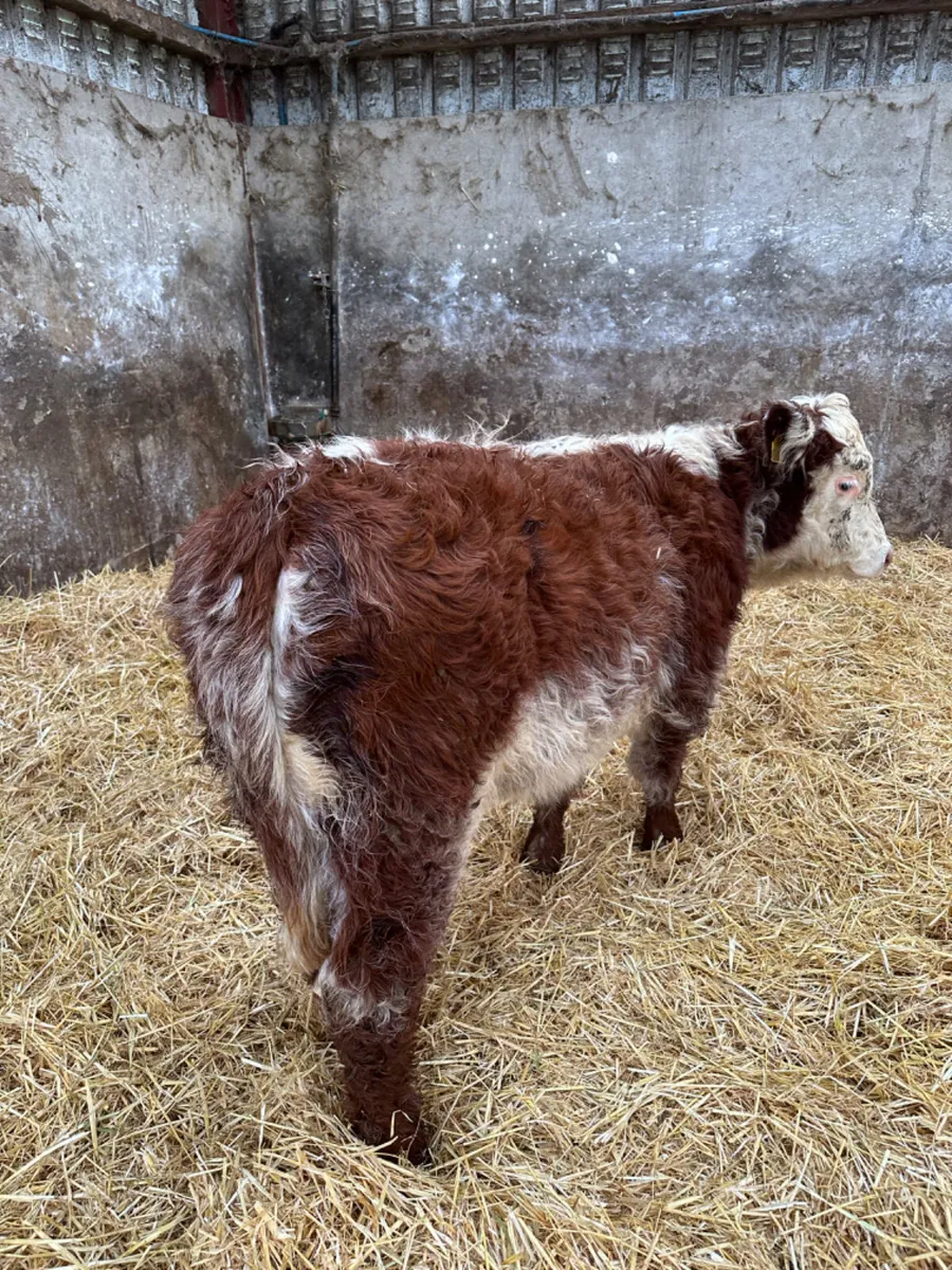 Roaned heifer - Image 4