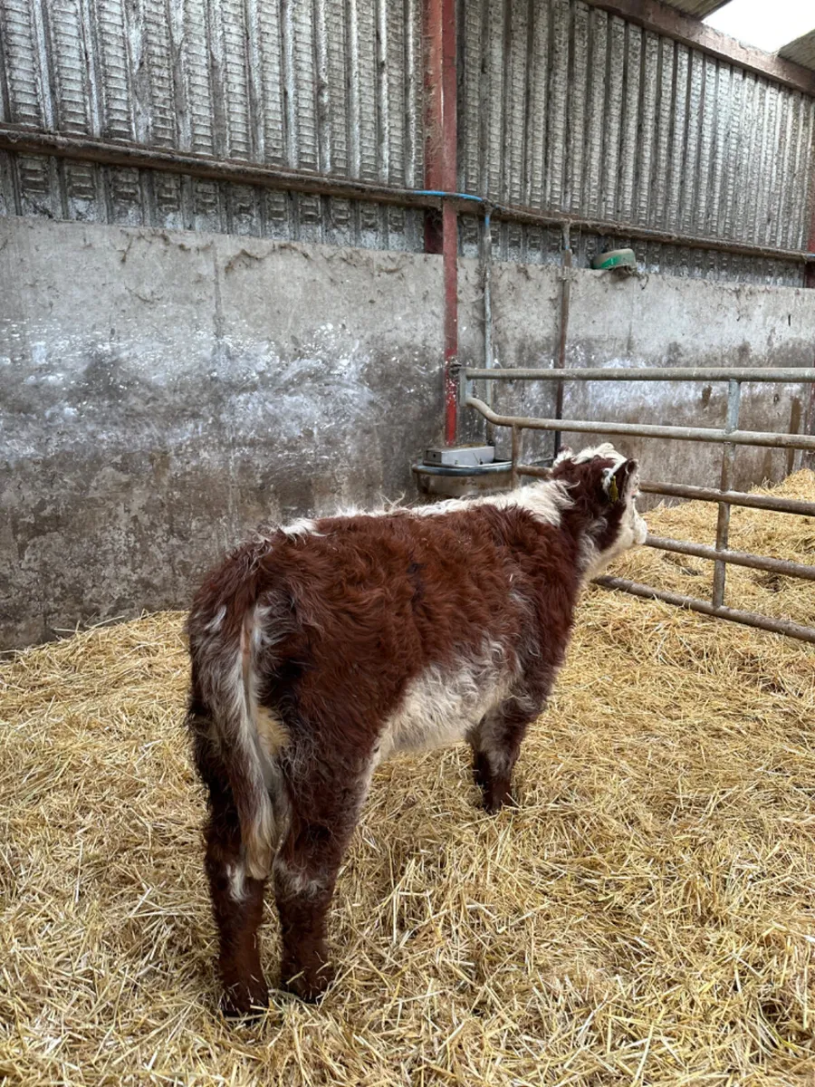 Roaned heifer - Image 2