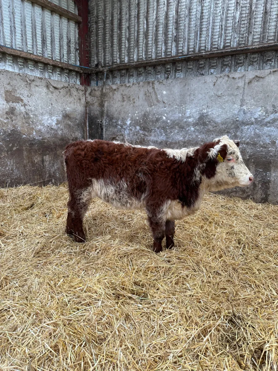 Roaned heifer - Image 3