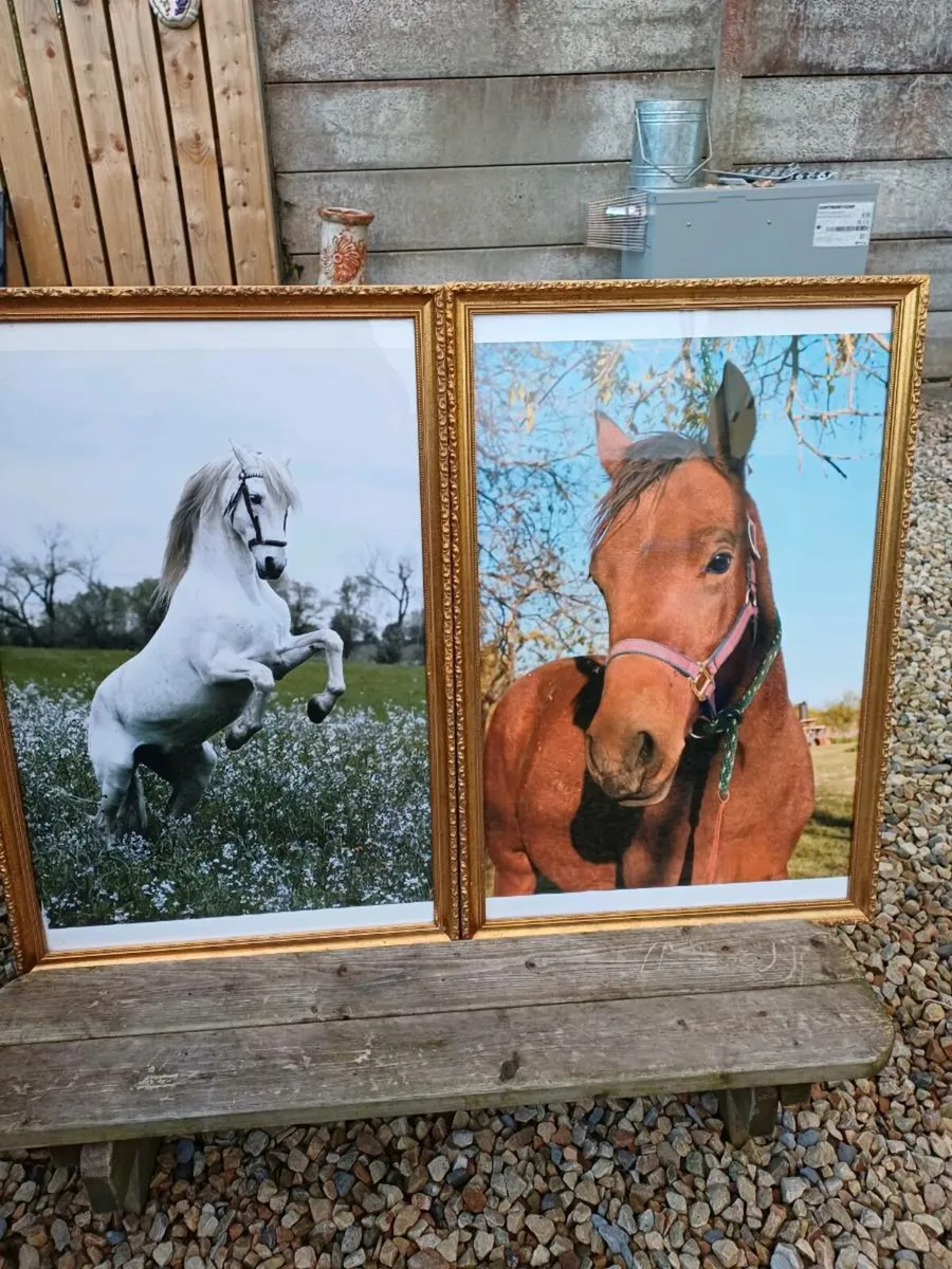 Large Vintage Equestrian Pictures - Image 1