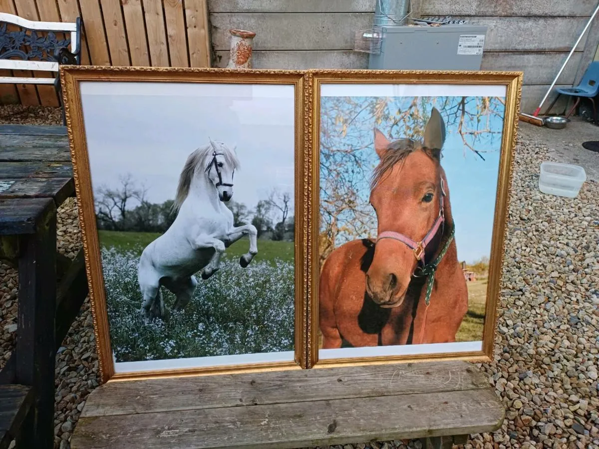 Large Vintage Equestrian Pictures - Image 2