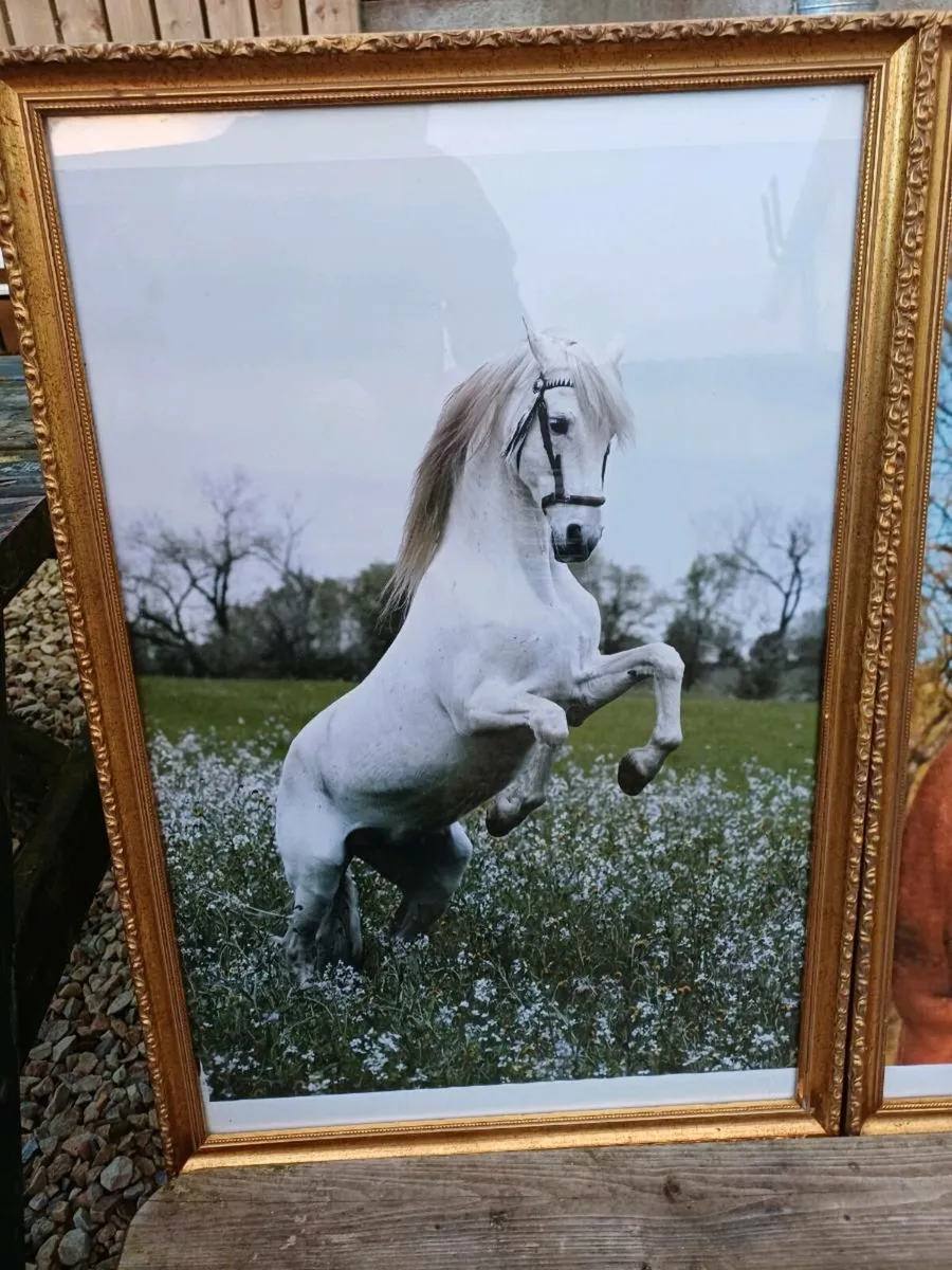 Large Vintage Equestrian Pictures - Image 3