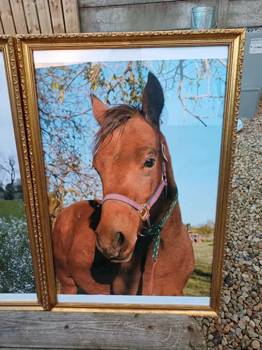 Large Vintage Equestrian Pictures - Image 4