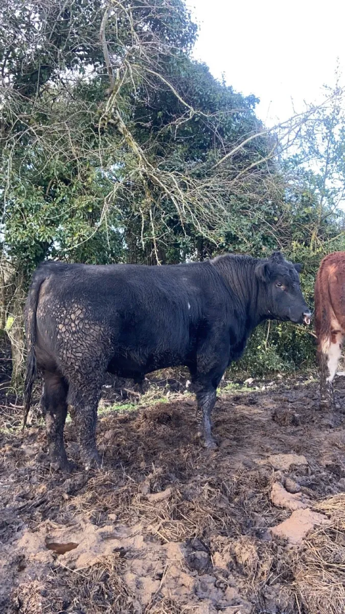 Angus bull - Image 1