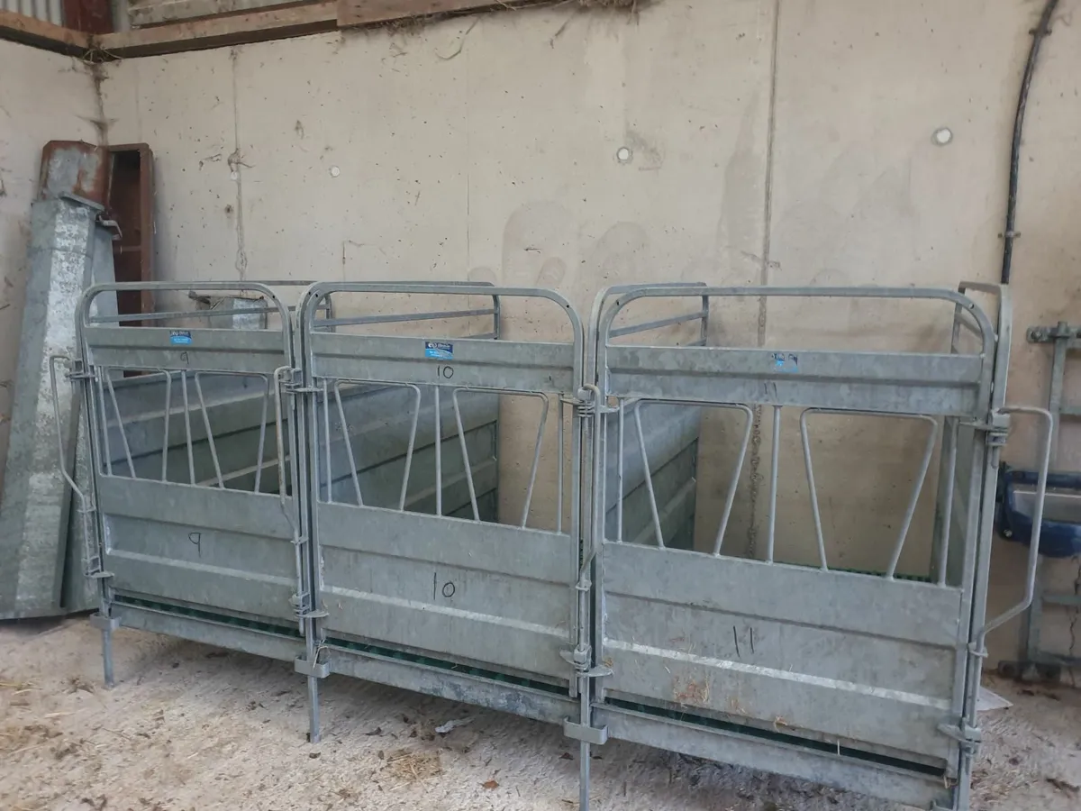 Calf pens - Image 1