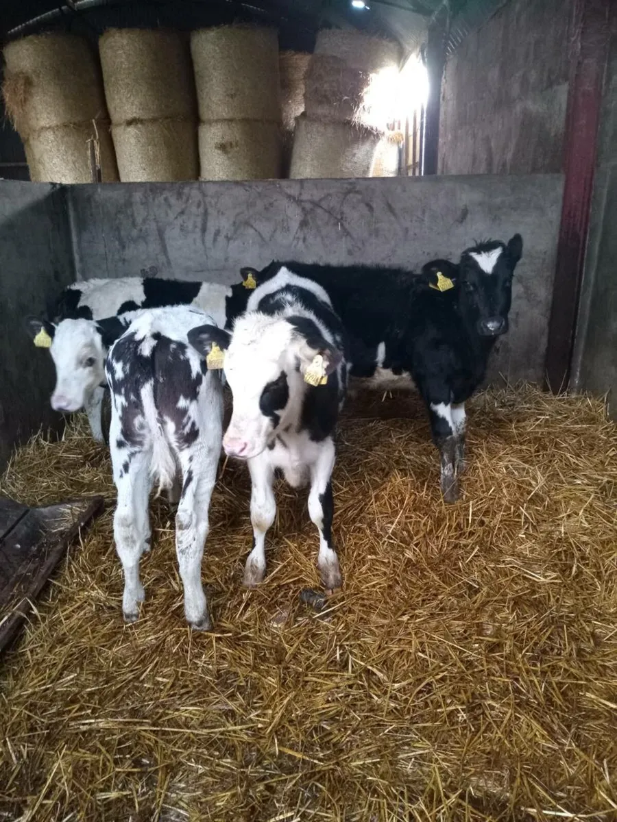 4 smashing friesian weanlings - Image 1