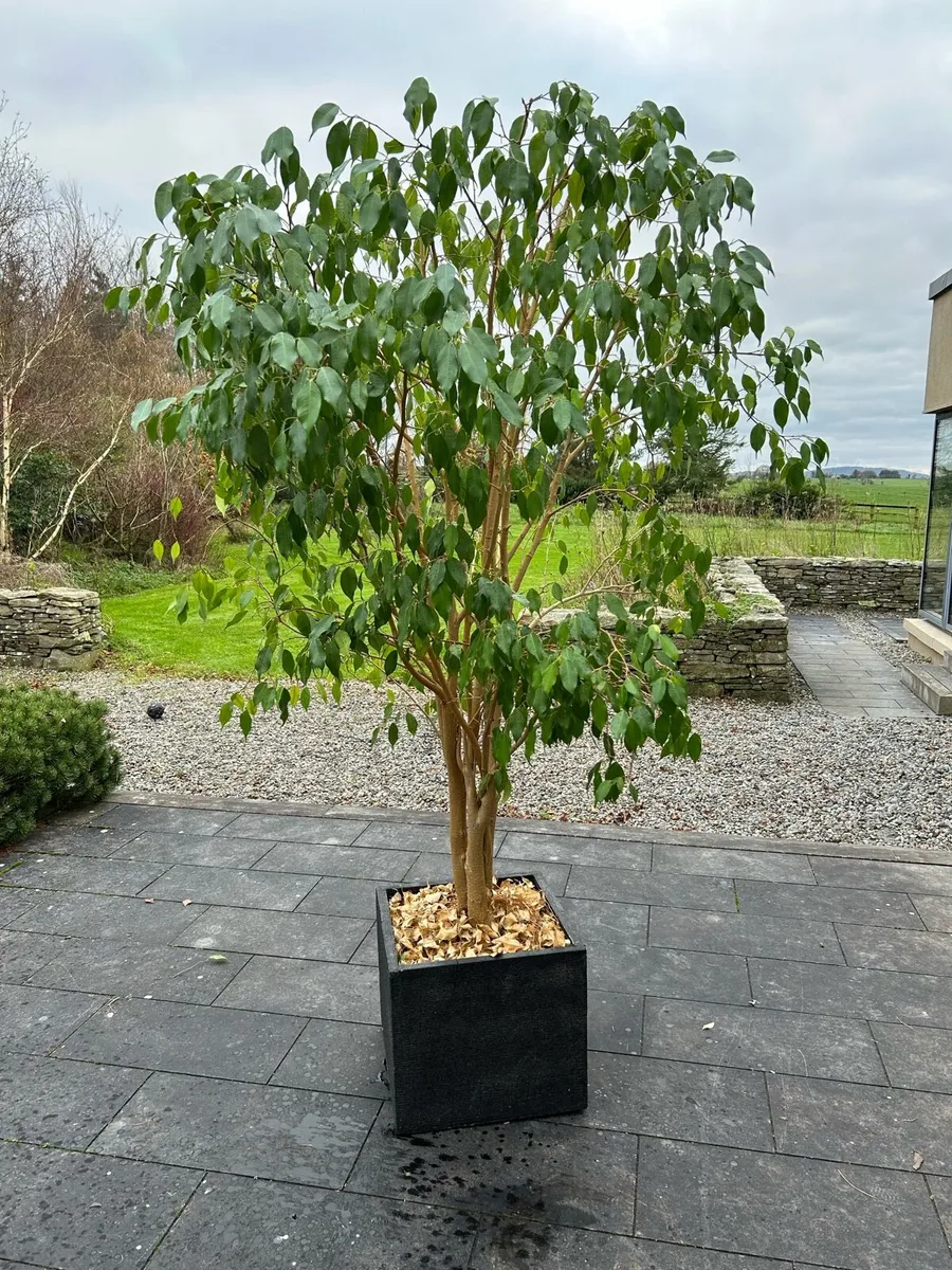 Houseplant Ficus benjamina