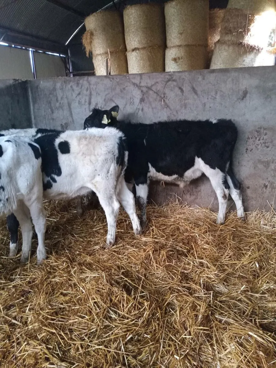 4 smashing friesian weanlings - Image 2