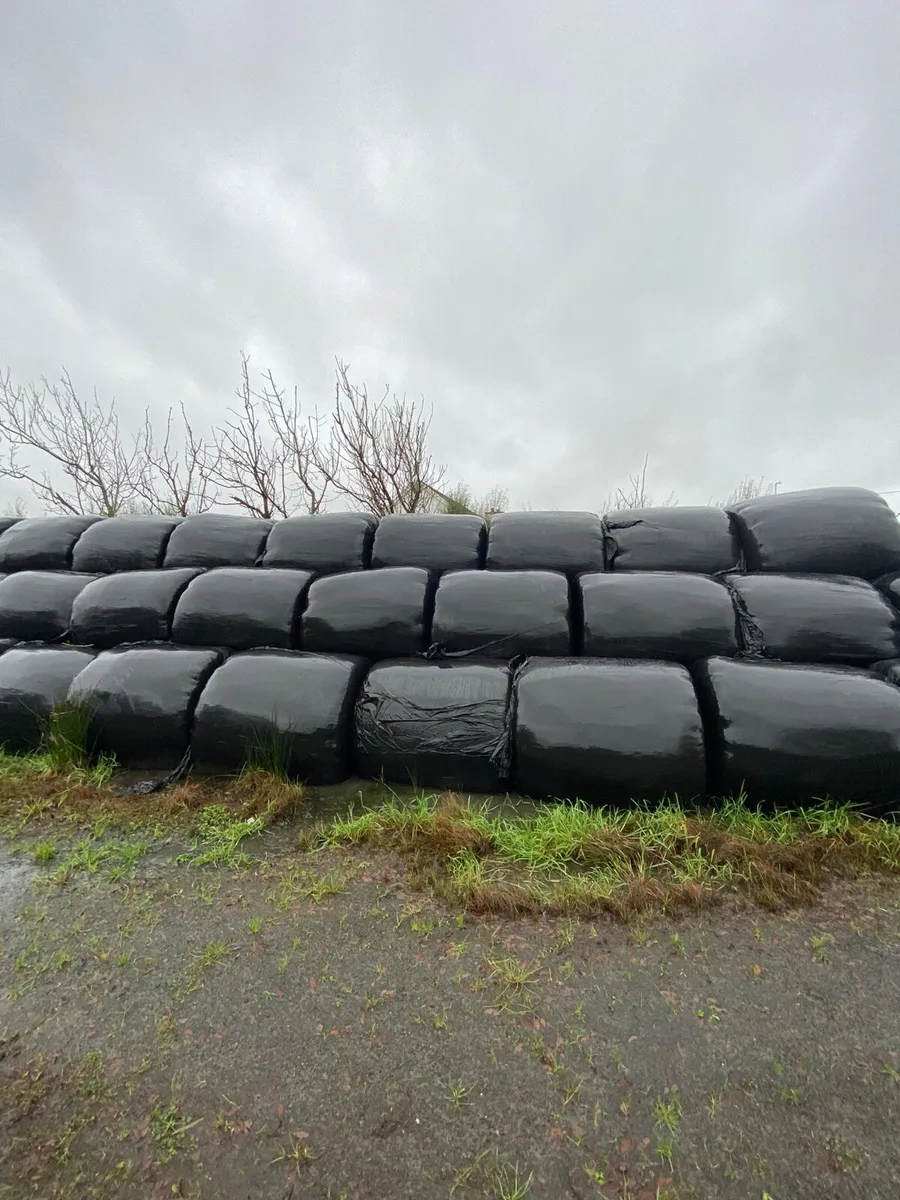 Silage bales - Image 2