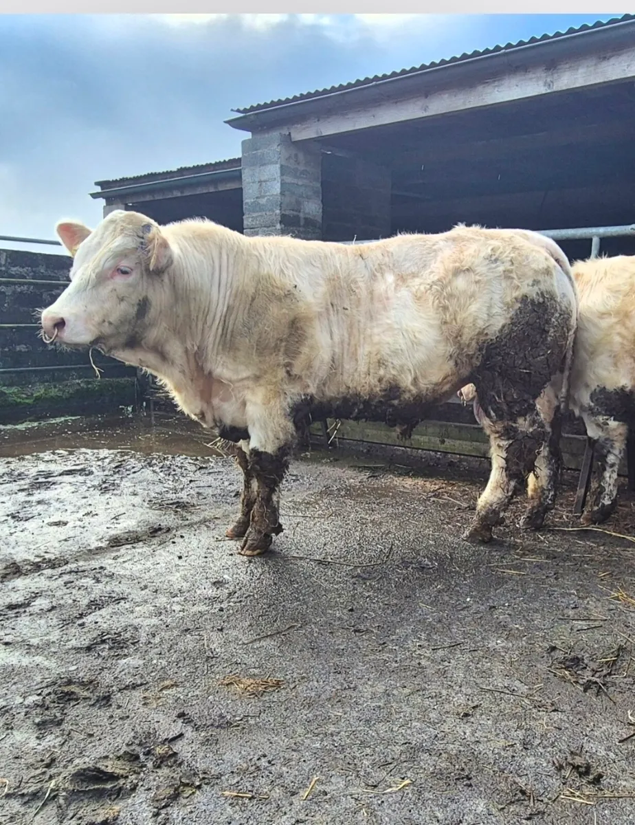 Smashing Pedigree Bull - Image 2