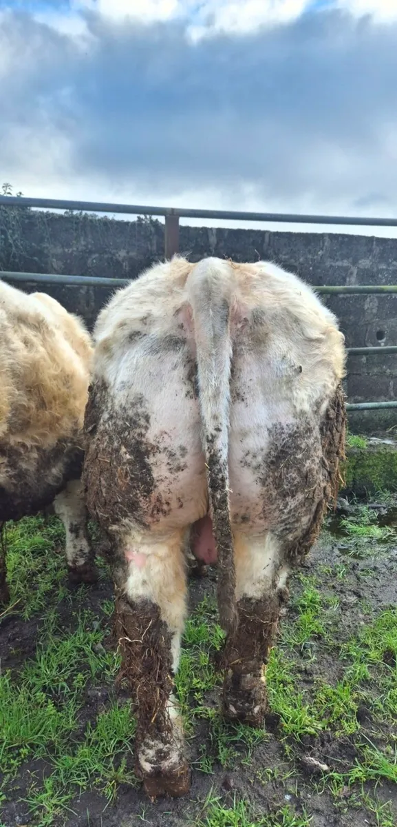 Smashing Pedigree Bull - Image 3