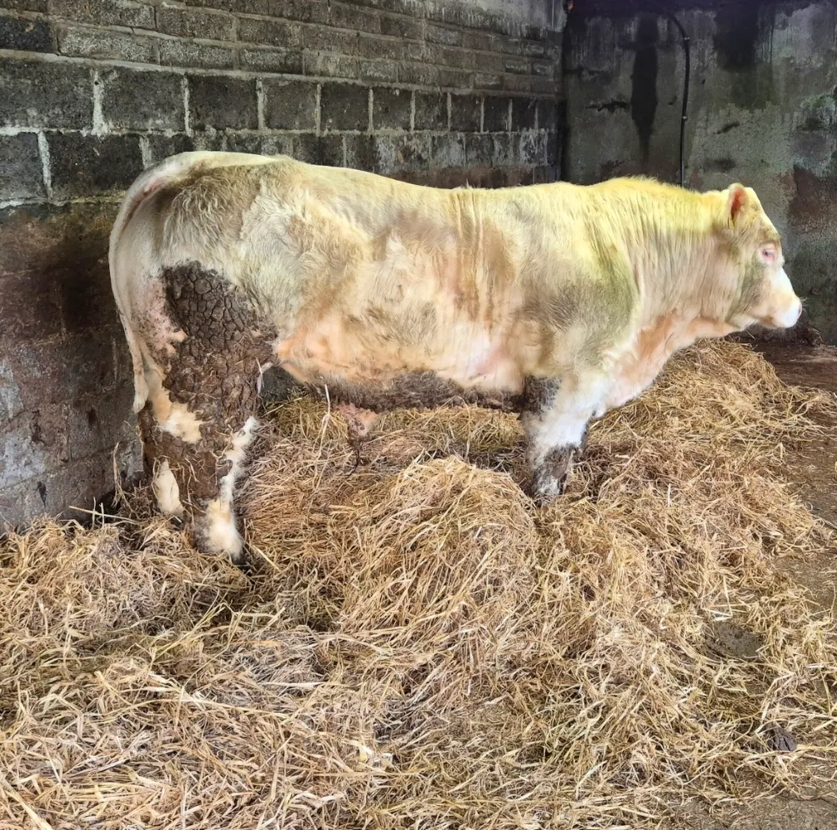 Smashing Pedigree Bull - Image 1